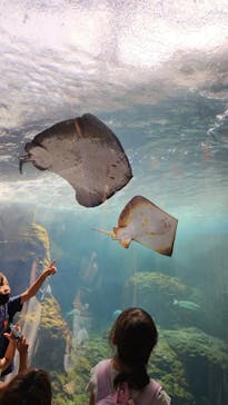 新江ノ島水族館に投稿された画像（2023/9/2）