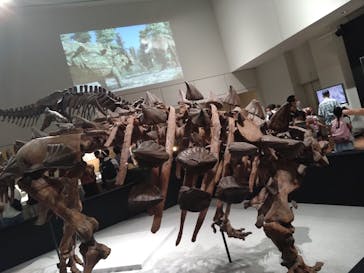 大阪市立自然史博物館に投稿された画像（2023/9/2）