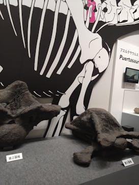 大阪市立自然史博物館に投稿された画像（2023/9/2）