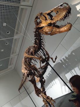 大阪市立自然史博物館に投稿された画像（2023/9/2）