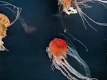 サンシャイン水族館に投稿された画像（2023/9/2）