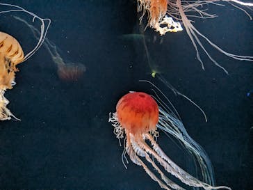 サンシャイン水族館に投稿された画像（2023/9/2）