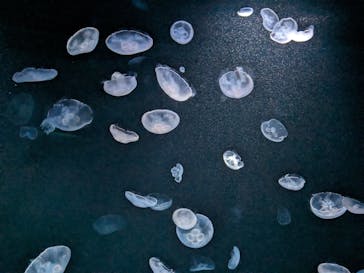 サンシャイン水族館に投稿された画像（2023/9/2）