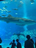沖縄美ら海水族館に投稿された画像（2023/9/2）