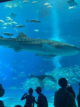 沖縄美ら海水族館に投稿された画像（2023/9/2）