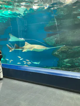 マクセル アクアパーク品川に投稿された画像（2023/9/2）