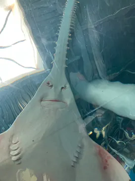 マクセル アクアパーク品川に投稿された画像（2023/9/2）