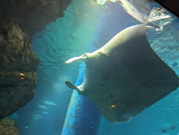 マクセル アクアパーク品川に投稿された画像（2023/9/2）