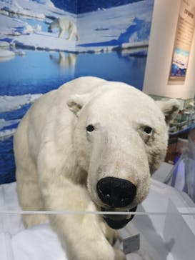 特別展「海　―生命のみなもと―」（国立科学博物館）に投稿された画像（2023/9/2）