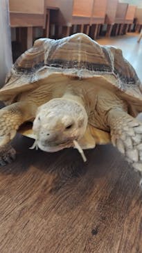 Moff animal cafe 小田原ダイナシティ店に投稿された画像（2023/9/2）