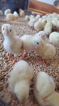 Moff animal cafe 小田原ダイナシティ店に投稿された画像（2023/9/2）