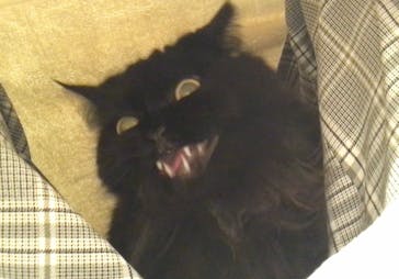 猫カフェモカ　アルシェ大宮店に投稿された画像（2023/9/2）