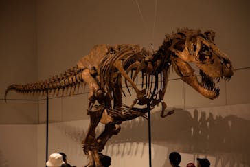 大阪市立自然史博物館に投稿された画像（2023/9/2）