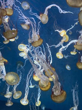 新江ノ島水族館に投稿された画像（2023/9/2）