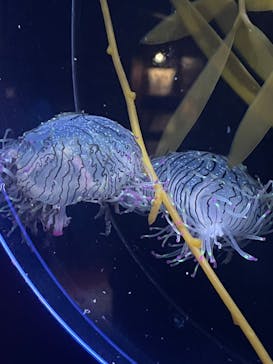 新江ノ島水族館に投稿された画像（2023/9/2）