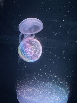 京都鉄道博物館×京都水族館に投稿された画像（2023/9/2）