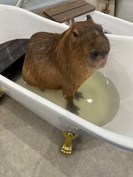 アニタッチみなとみらいに投稿された画像（2023/9/2）