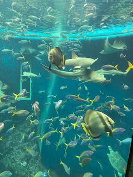 鴨川シーワールドに投稿された画像（2023/9/2）