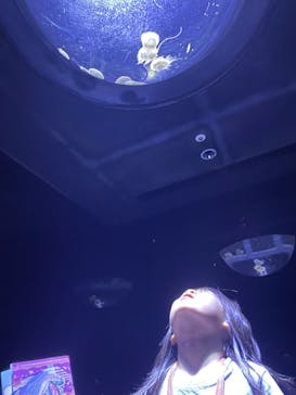 サンシャイン水族館に投稿された画像（2023/9/2）