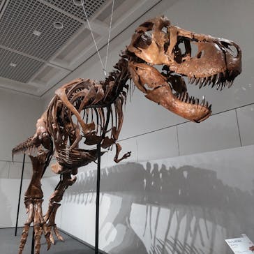 大阪市立自然史博物館に投稿された画像（2023/9/2）