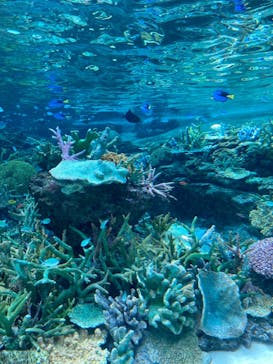 名古屋港水族館に投稿された画像（2023/9/3）