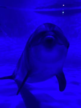 アクアワールド茨城県大洗水族館に投稿された画像（2023/9/3）