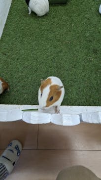 淡路ファームパーク イングランドの丘に投稿された画像（2023/9/3）