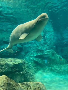 名古屋港水族館に投稿された画像（2023/9/3）