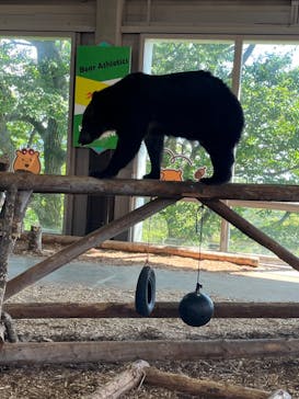 のぼりべつクマ牧場に投稿された画像（2023/9/3）