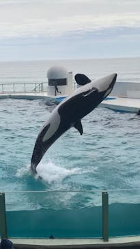 鴨川シーワールドに投稿された画像（2023/9/3）