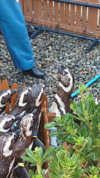 上越市立水族博物館 うみがたりに投稿された画像（2023/9/3）