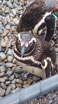 上越市立水族博物館 うみがたりに投稿された画像（2023/9/3）