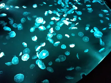 すみだ水族館に投稿された画像（2023/9/3）