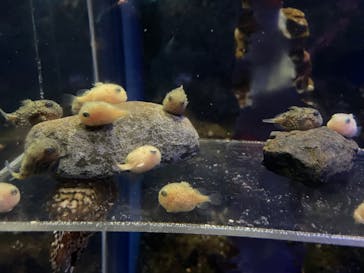 新江ノ島水族館に投稿された画像（2023/9/3）