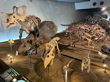 福井県立恐竜博物館に投稿された画像（2023/9/3）