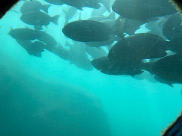 串本海中公園水族館に投稿された画像（2023/9/3）