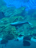 仙台うみの杜水族館に投稿された画像（2023/9/3）