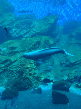 仙台うみの杜水族館に投稿された画像（2023/9/3）