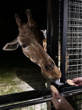 那須サファリパークに投稿された画像（2023/9/3）