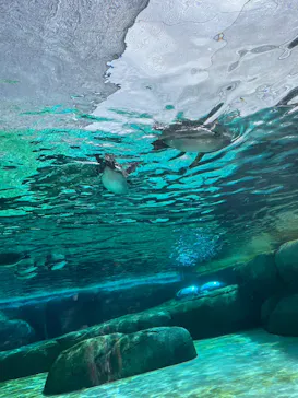 天王寺動物園に投稿された画像（2023/9/3）