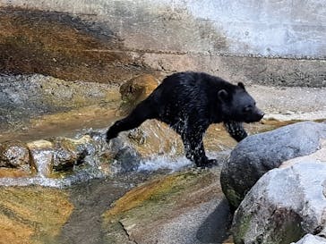 奥飛騨クマ牧場に投稿された画像（2023/9/3）