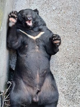 奥飛騨クマ牧場に投稿された画像（2023/9/3）