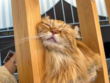 猫カフェモカ　イオンレイクタウン店に投稿された画像（2023/9/3）