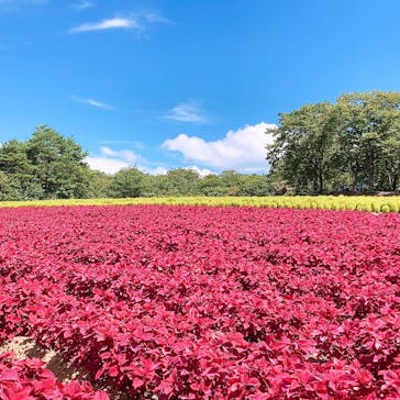 ひるがのピクニックガーデンに投稿された画像（2023/9/3）