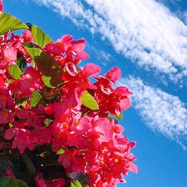 ひるがのピクニックガーデンに投稿された画像（2023/9/3）