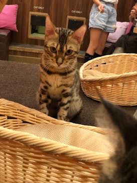 猫カフェモカ イオンモール大日店に投稿された画像（2023/9/3）