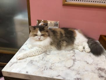 猫カフェモカ イオンモール大日店に投稿された画像（2023/9/3）