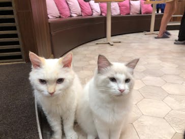 猫カフェモカ イオンモール大日店に投稿された画像（2023/9/3）