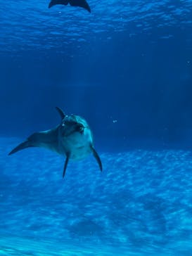 名古屋港水族館に投稿された画像（2023/9/3）