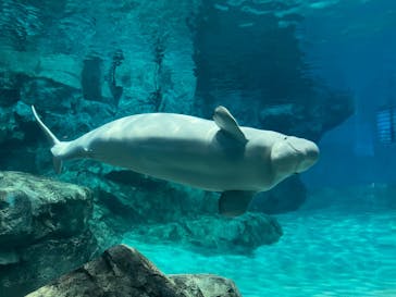 名古屋港水族館に投稿された画像（2023/9/3）